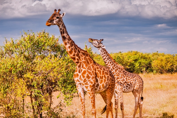 Masai Giraffe Facts About Masai Giraffe In The Famed Wildlife Reserve 
