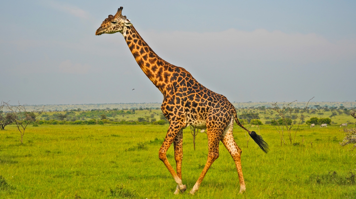Masai Giraffe Facts About Masai Giraffe In The Famed Wildlife Reserve Masai Giraffe Facts About Masai Giraffe In The Famed Wildlife Reserve