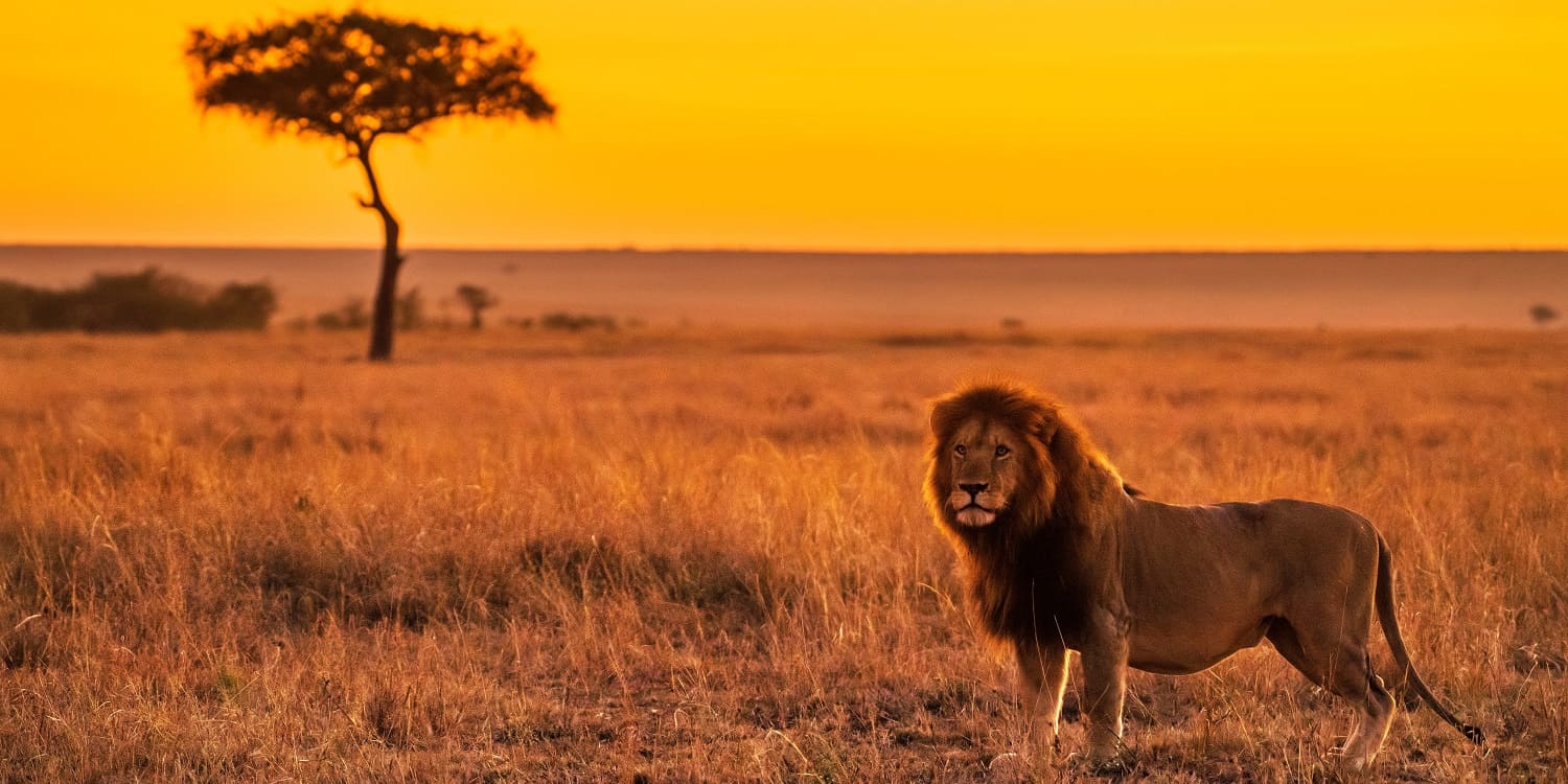 masai mara