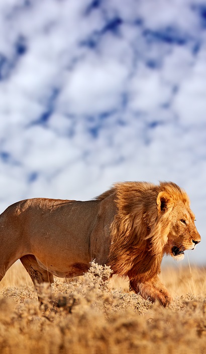 4 Day Masai Mara Safari