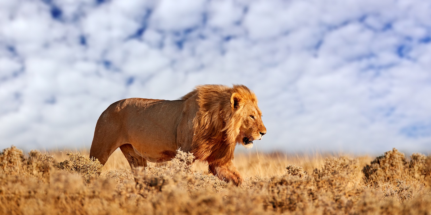 4 days mid-range masai mara safari