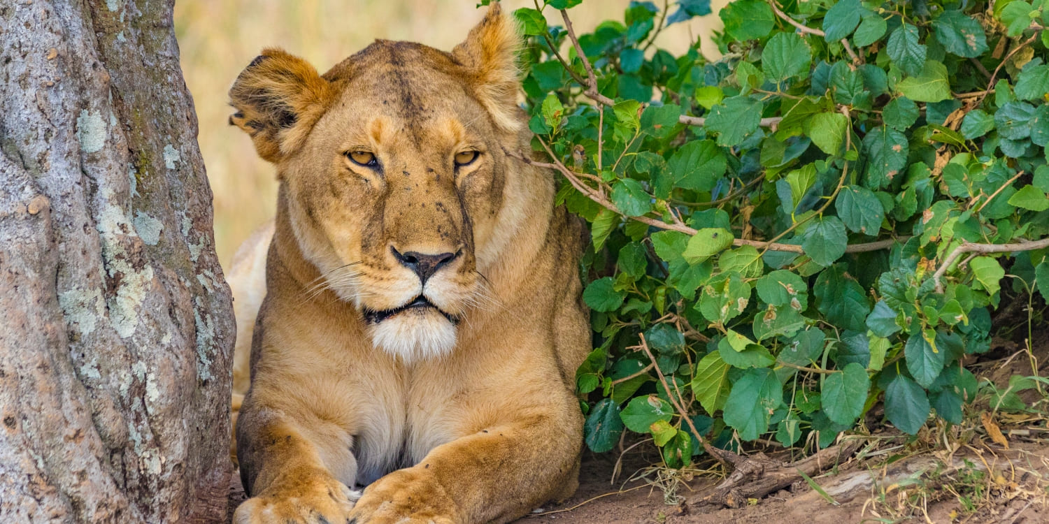 masai mara safari cost