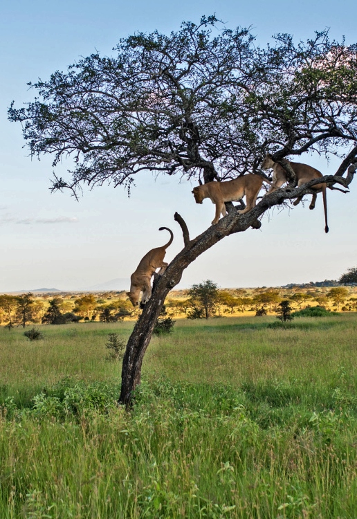 masai mara to serengeti national park