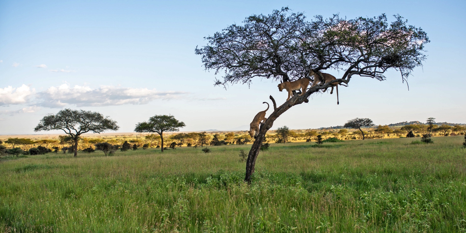 travelling between masai mara to Serengeti
