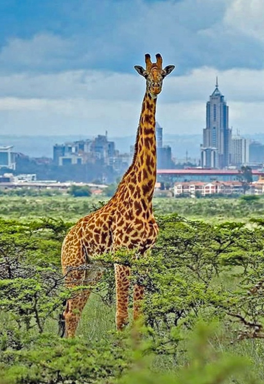Nairobi National Park Nairobi National Park