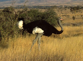 Ostrich in Masai Mara