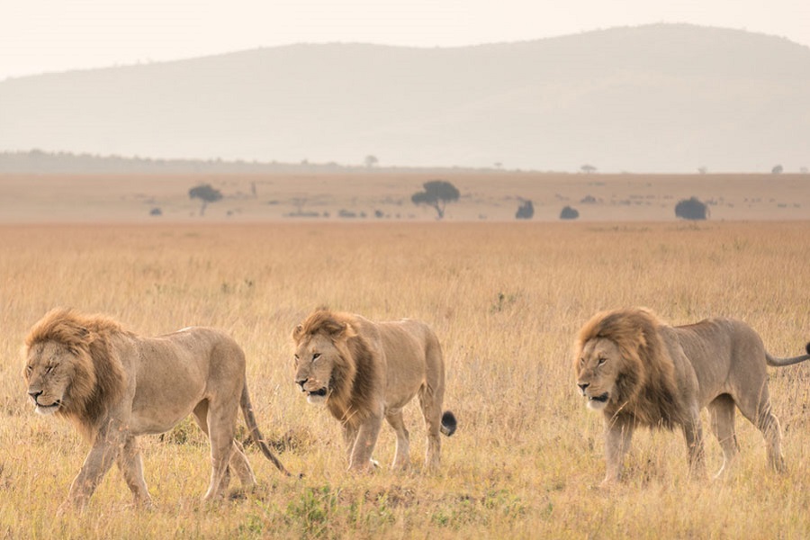 nairobi serengeti safari