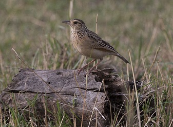 Rufous Naped Larks in Masai Mara