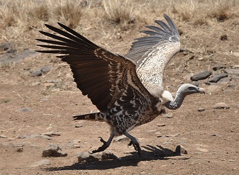 Ruppell's Vultures in Masai Mara
