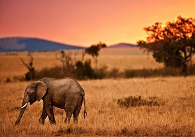 safari in kenya masai mara