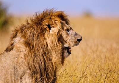 masai mara safari tours