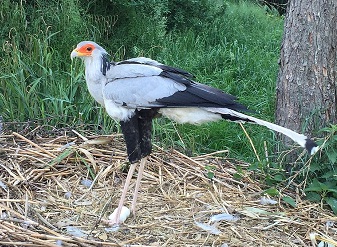 Secretary Birds in Masai Mara