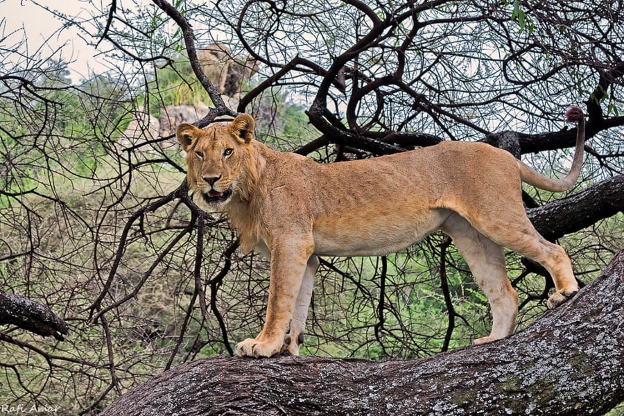 nairobi serengeti safari