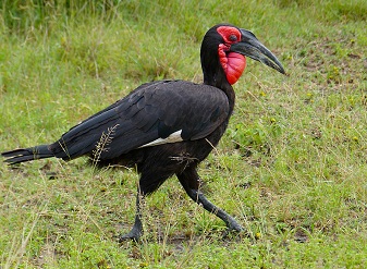 Southern Ground Hornbills in Masai Mara