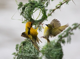 Southern Masked Weavers in Masai Mara