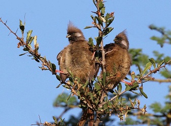 Speckled Mousebirds in Masai Mara