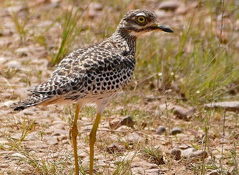 Spotted Thick Knees in Masai Mara