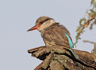 Striped Kingfishers in Masai Mara