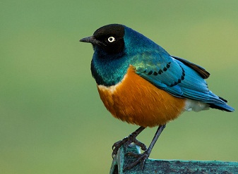 Superb Starlings in Masai Mara