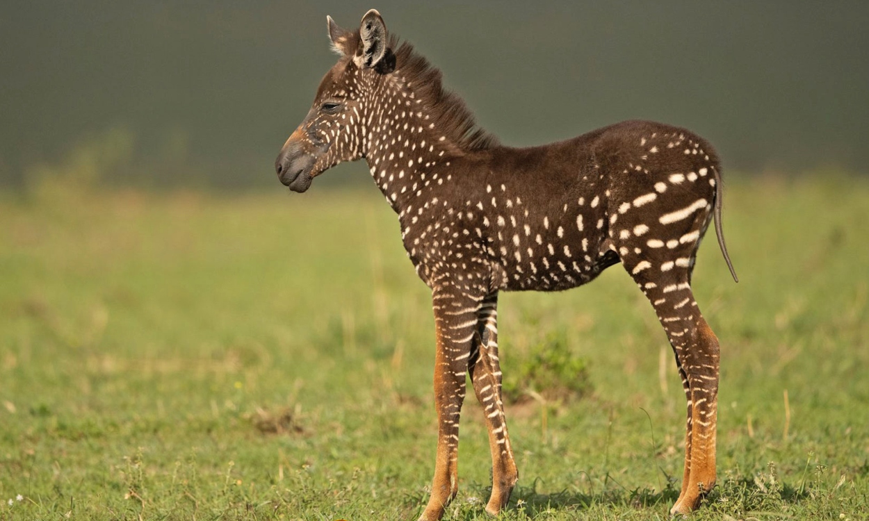 Rare Polka-dot Zebra Spotted in the Masai Mara, Kenya