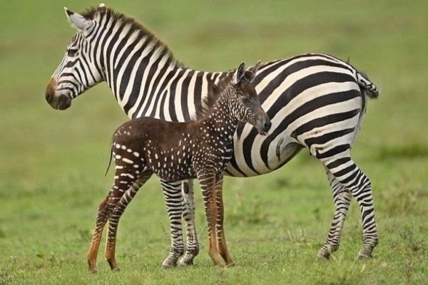 Rare Polka-dot Zebra Spotted in the Masai Mara, Kenya