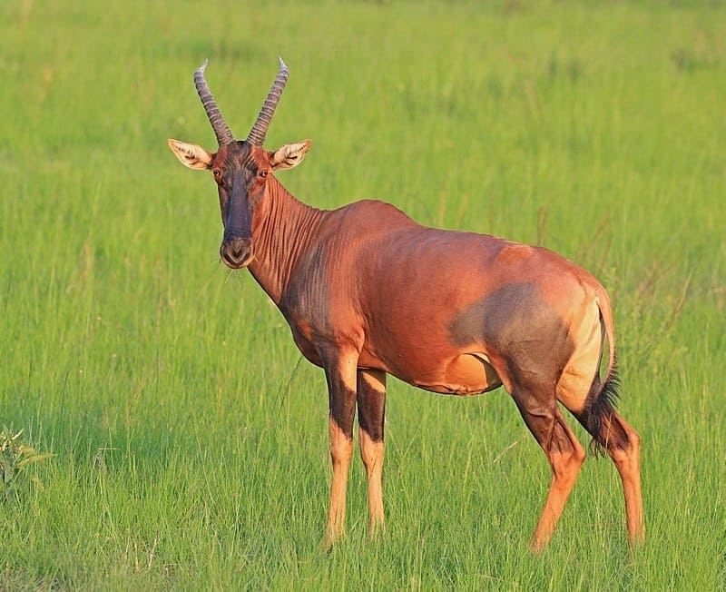 Animals in Masai Mara: What wildlife can be seen on Safari in Masai Mara Park, Kenya, including Big Five & Big Nine