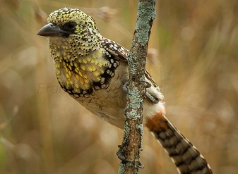 Usambiro Barbets in Masai Mara