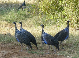 Vulturine Guineafowls in Masai Mara