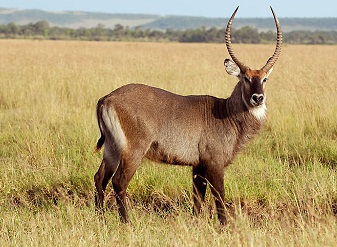 Animals in Masai Mara: What wildlife can be seen on Safari in Masai Mara  Park, Kenya, including Big Five & Big Nine