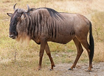 Антилопы гну в Масаи-Мара