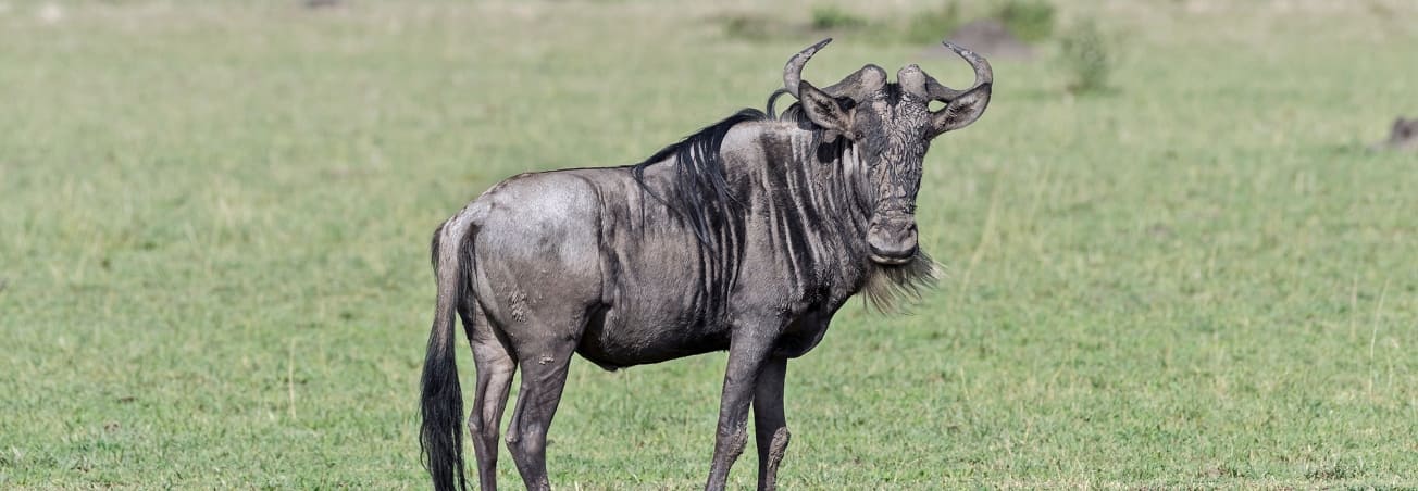 Wildebeest migration in masai mara
