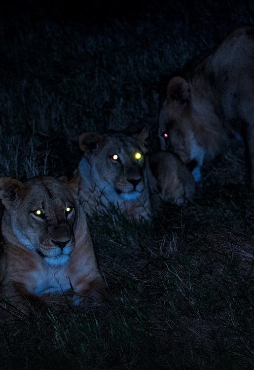 Animals in Masai Mara: What wildlife can be seen on Safari in Masai Mara Park, Kenya, including Big Five & Big Nine Animals in Masai Mara: What wildlife can be seen on Safari in Masai Mara Park, Kenya, including Big Five & Big Nine