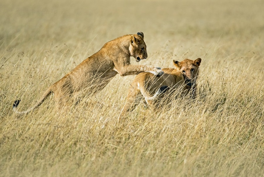 Which is the best month to visit Masai Mara?