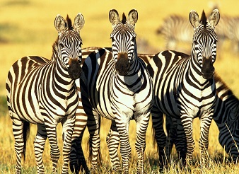 Animals in Masai Mara: What wildlife can be seen on Safari in Masai Mara Park, Kenya, including Big Five & Big Nine Animals in Masai Mara: What wildlife can be seen on Safari in Masai Mara Park, Kenya, including Big Five & Big Nine